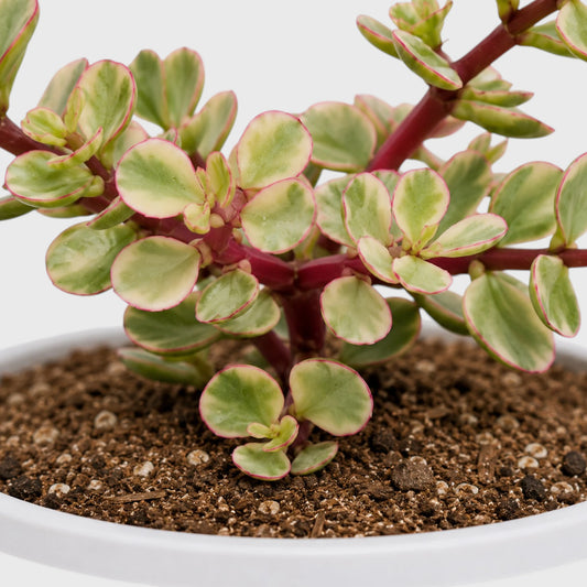 Good Luck Mini Jade Plant (Portulacaria Afra Variegated)