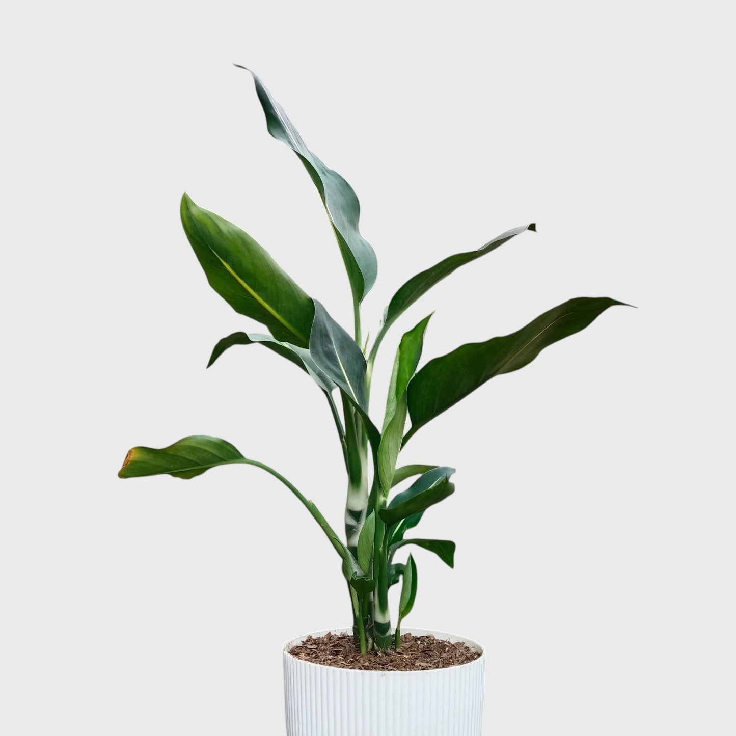 Dieffenbachia Oerstedii – Premium Modern Indoor Statement Plant | With Pot