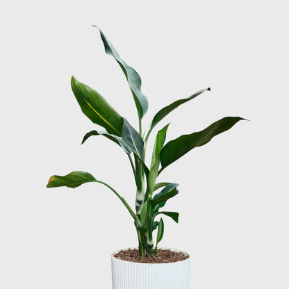 Dieffenbachia Oerstedii – Premium Modern Indoor Statement Plant | With Pot