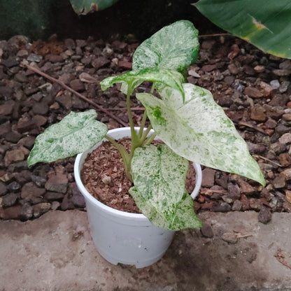 Alocasia Buddha’s Hand Mint Variegated – Rare Variegated Aroid