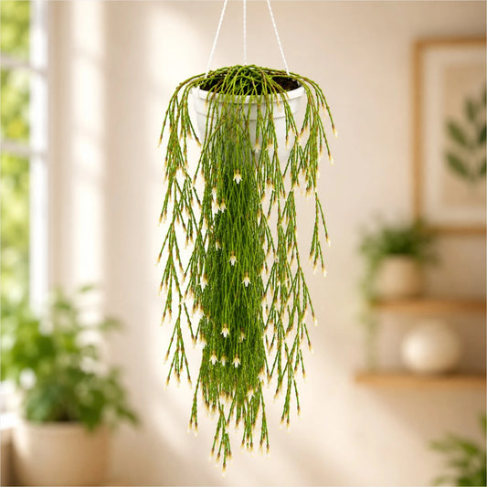 Mistletoe Cactus (Rhipsalis baccifera) | Well Rooted Mature Hanging Succulent Plant
