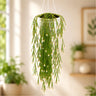 Mistletoe Cactus (Rhipsalis baccifera) | Well Rooted Mature Hanging Succulent Plant