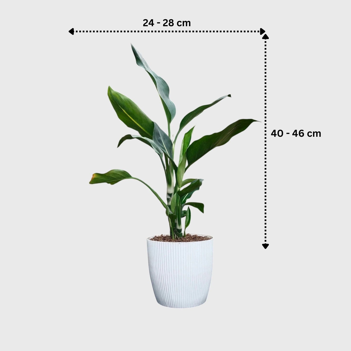 Dieffenbachia Oerstedii – Premium Modern Indoor Statement Plant | With Pot