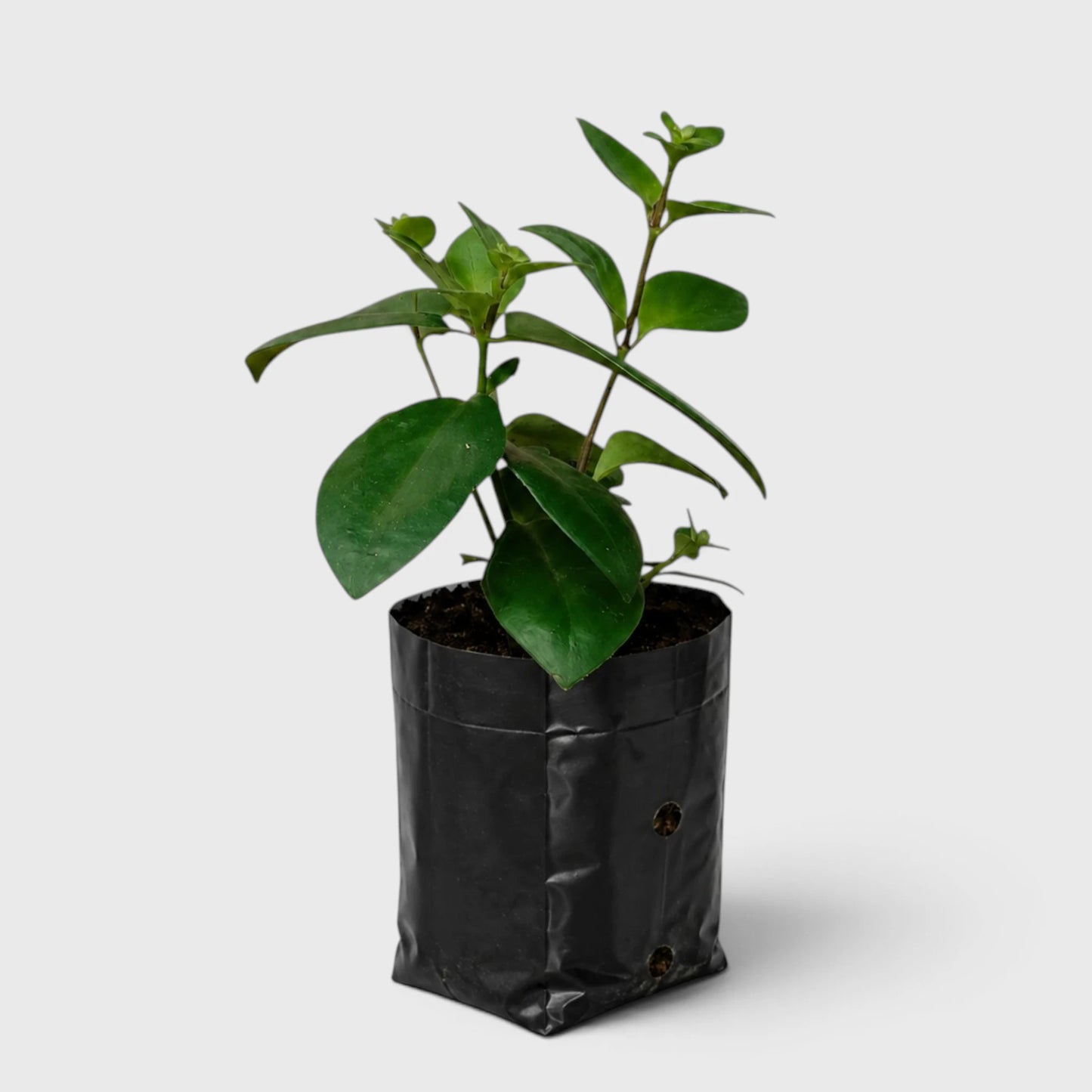 Mona Lisa Lipstick Plant | Flowering Hanging Indoor Plant | Mature Bushy Live Plant