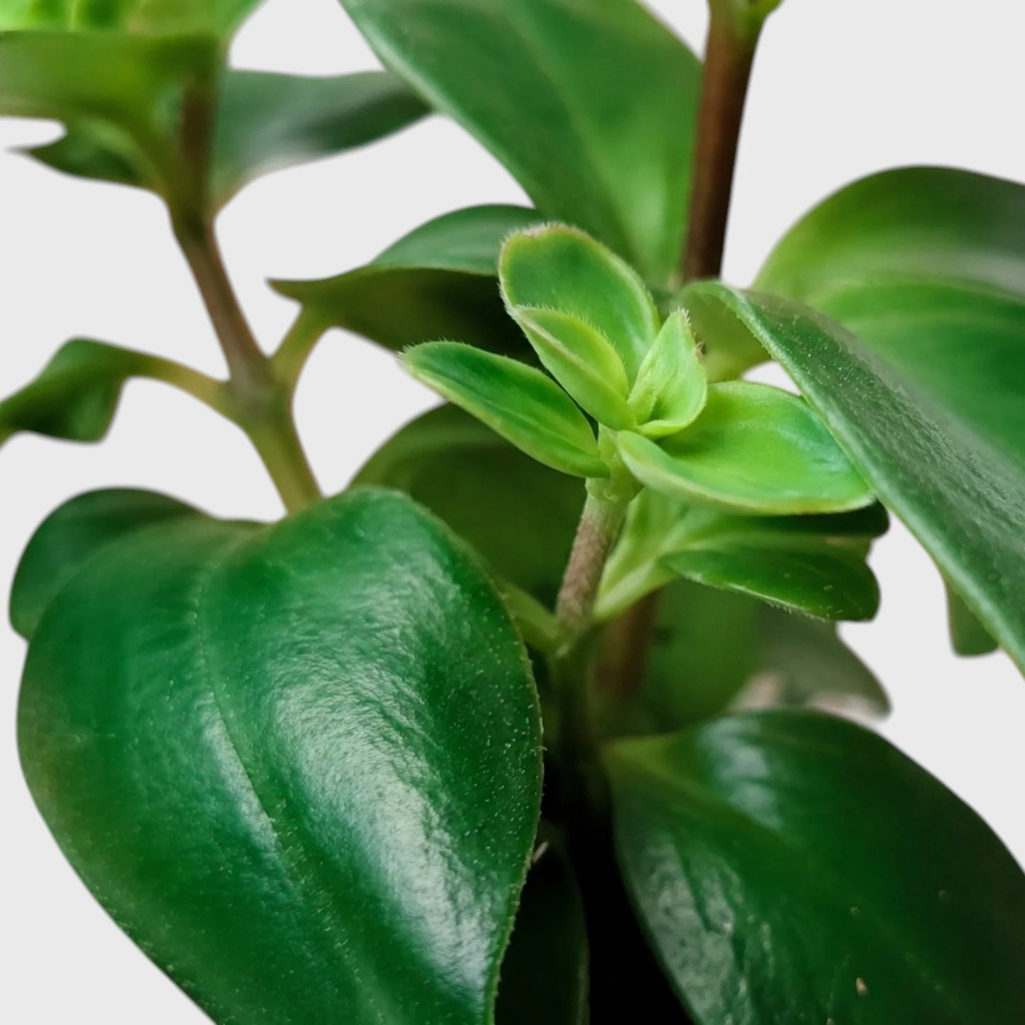 Mona Lisa Lipstick Plant | Flowering Hanging Indoor Plant | Mature Bushy Live Plant