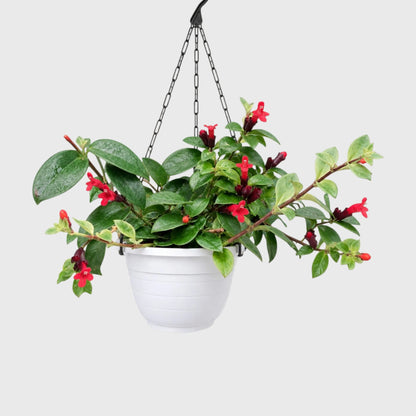 Mona Lisa Lipstick Plant | Flowering Hanging Indoor Plant | Mature Bushy Live Plant