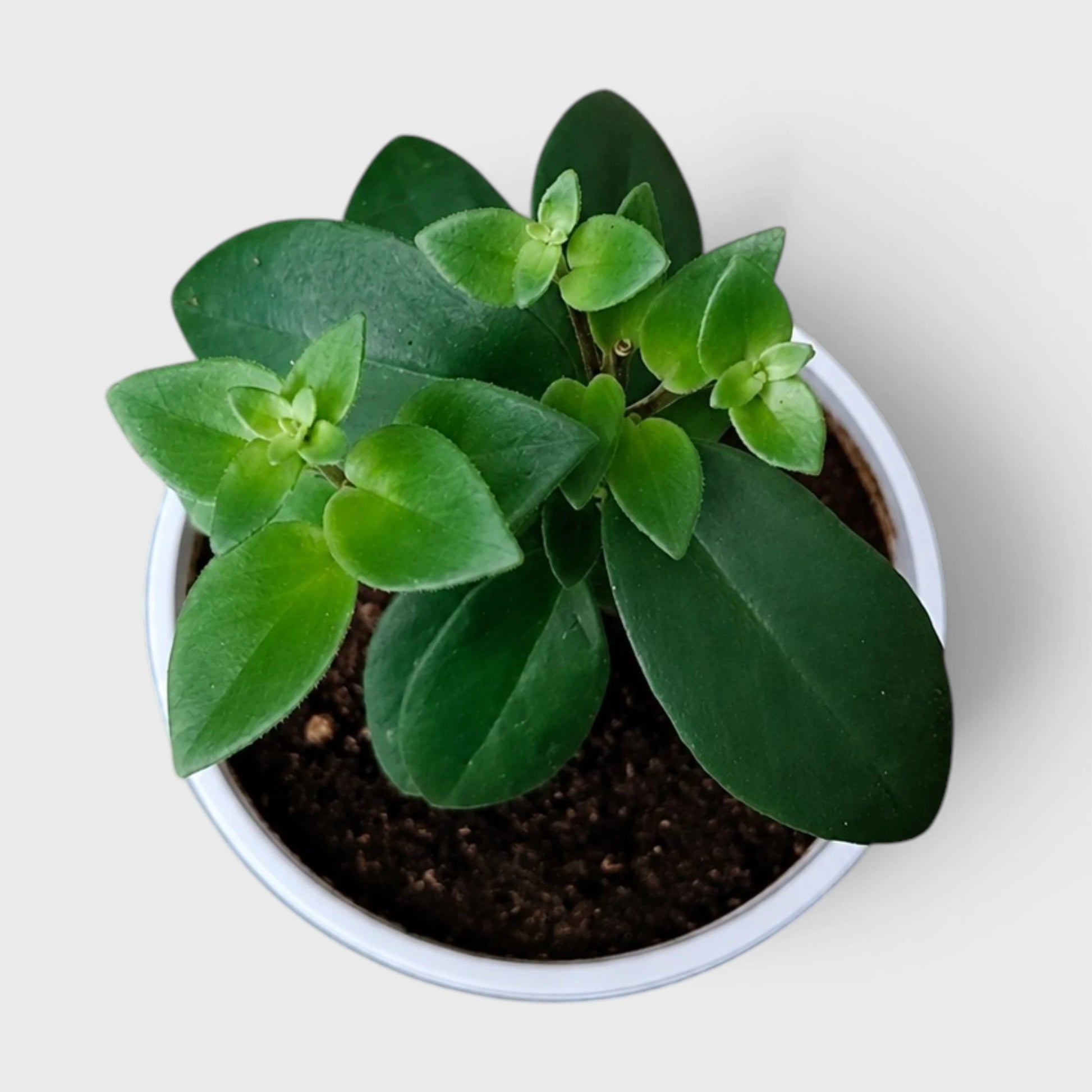 Mona Lisa Lipstick Plant | Flowering Hanging Indoor Plant | Mature Bushy Live Plant