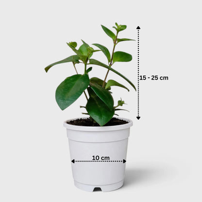 Mona Lisa Lipstick Plant | Flowering Hanging Indoor Plant | Mature Bushy Live Plant
