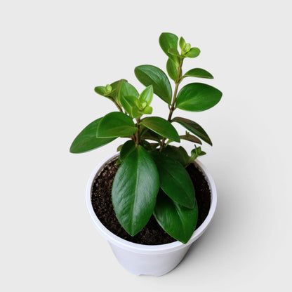 Mona Lisa Lipstick Plant | Flowering Hanging Indoor Plant | Mature Bushy Live Plant