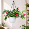 Mona Lisa Lipstick Plant | Flowering Hanging Indoor Plant | Mature Bushy Live Plant