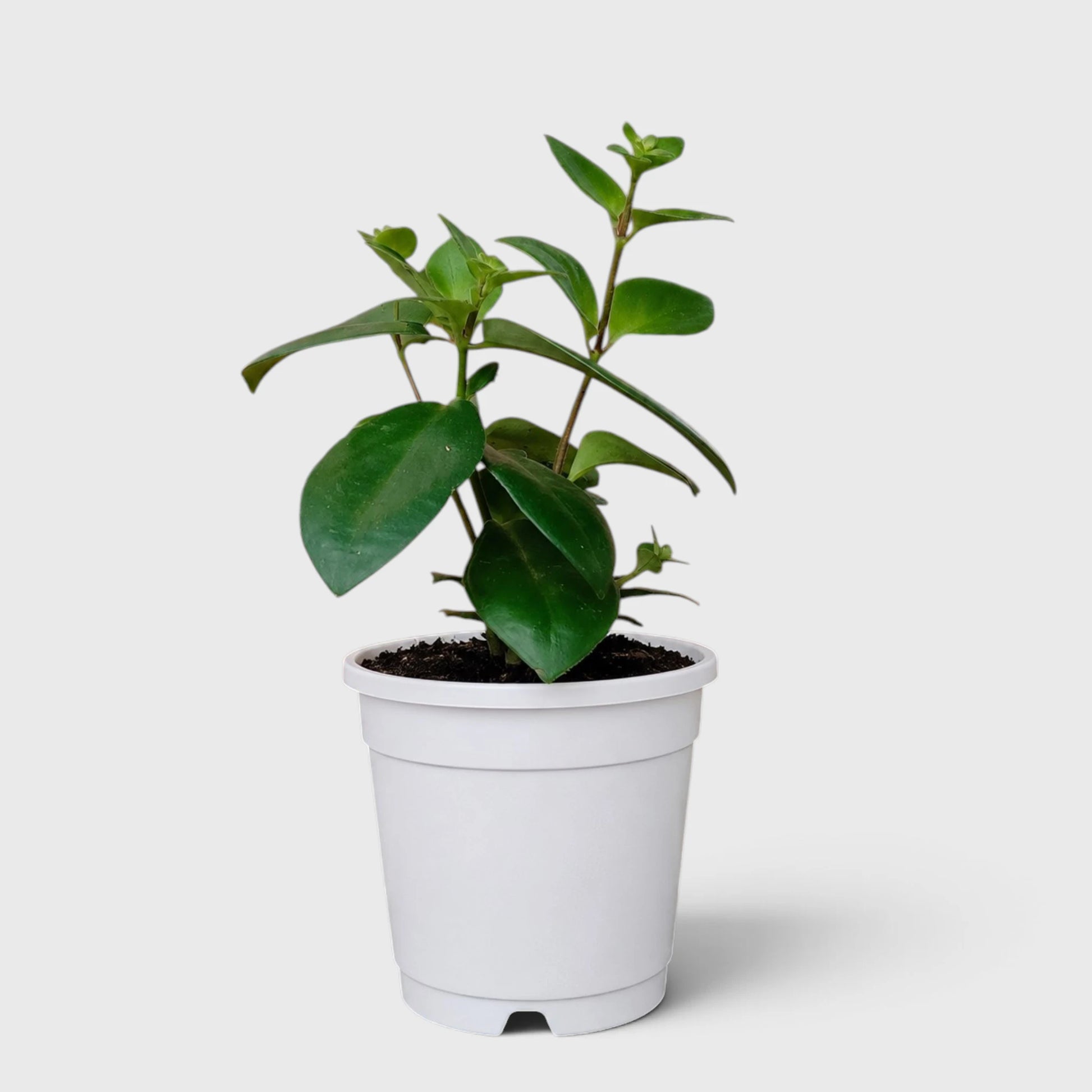 Mona Lisa Lipstick Plant | Flowering Hanging Indoor Plant | Mature Bushy Live Plant