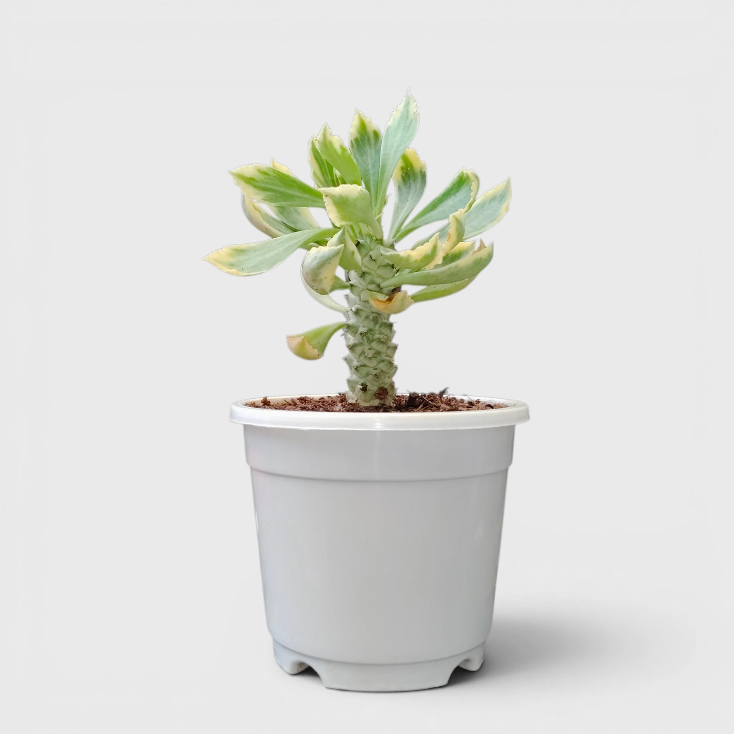 Rare Euphorbia Monadenium Stapelioides Variegata | Well Rooted Mature Variegated Succulent