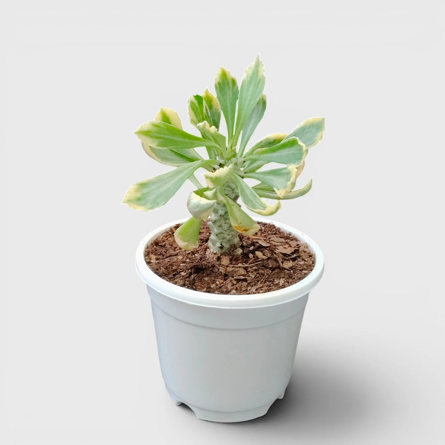Rare Euphorbia Monadenium Stapelioides Variegata | Well Rooted Mature Variegated Succulent