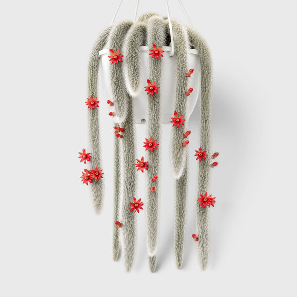 Monkey's Tail Cactus