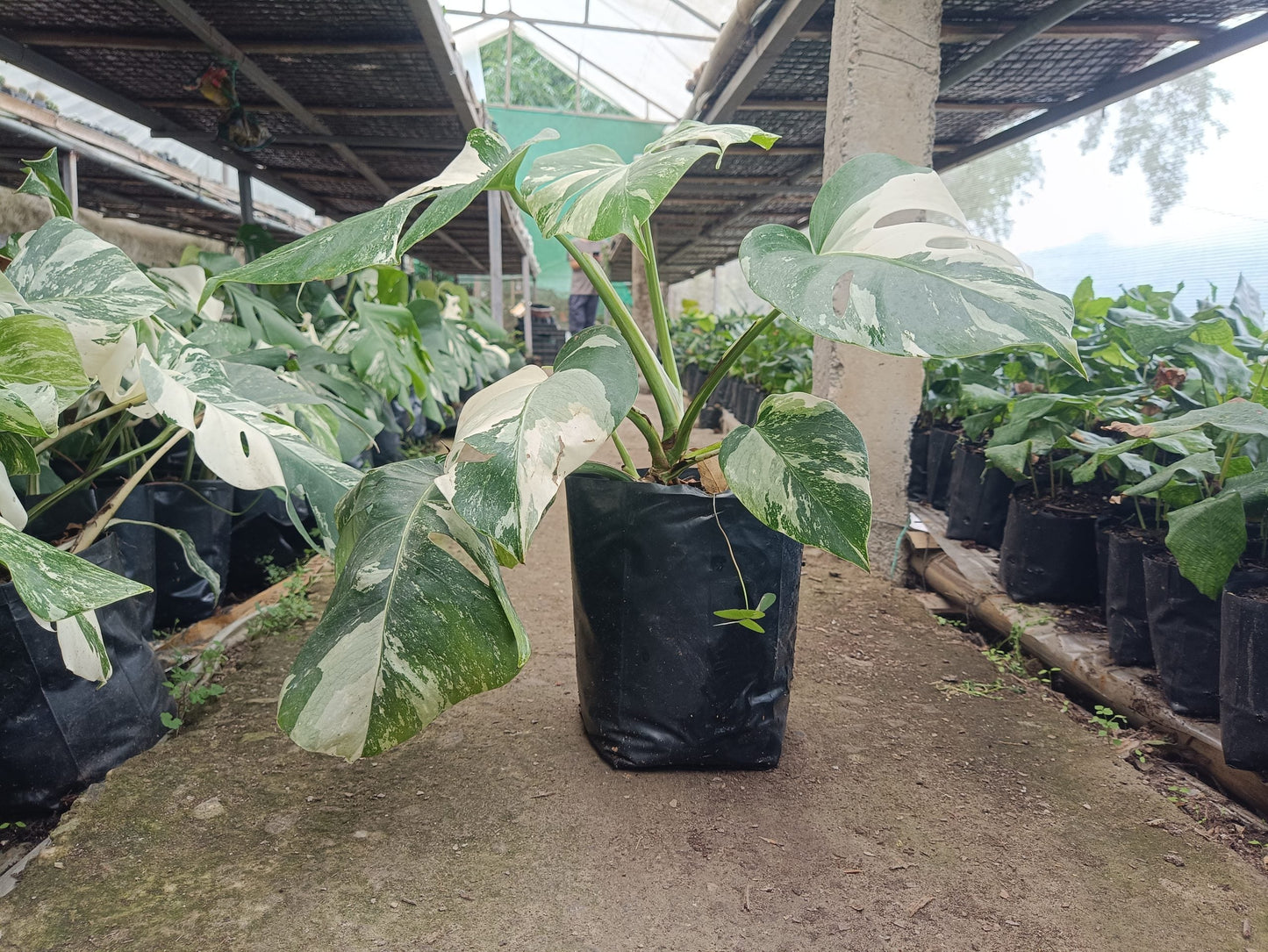 Monstera Albo Variegated at the Lowest Price Available! - My Store