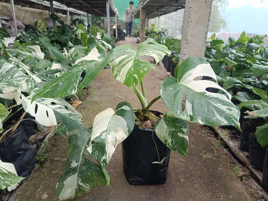 Monstera Albo Variegated at the Lowest Price Available! - My Store