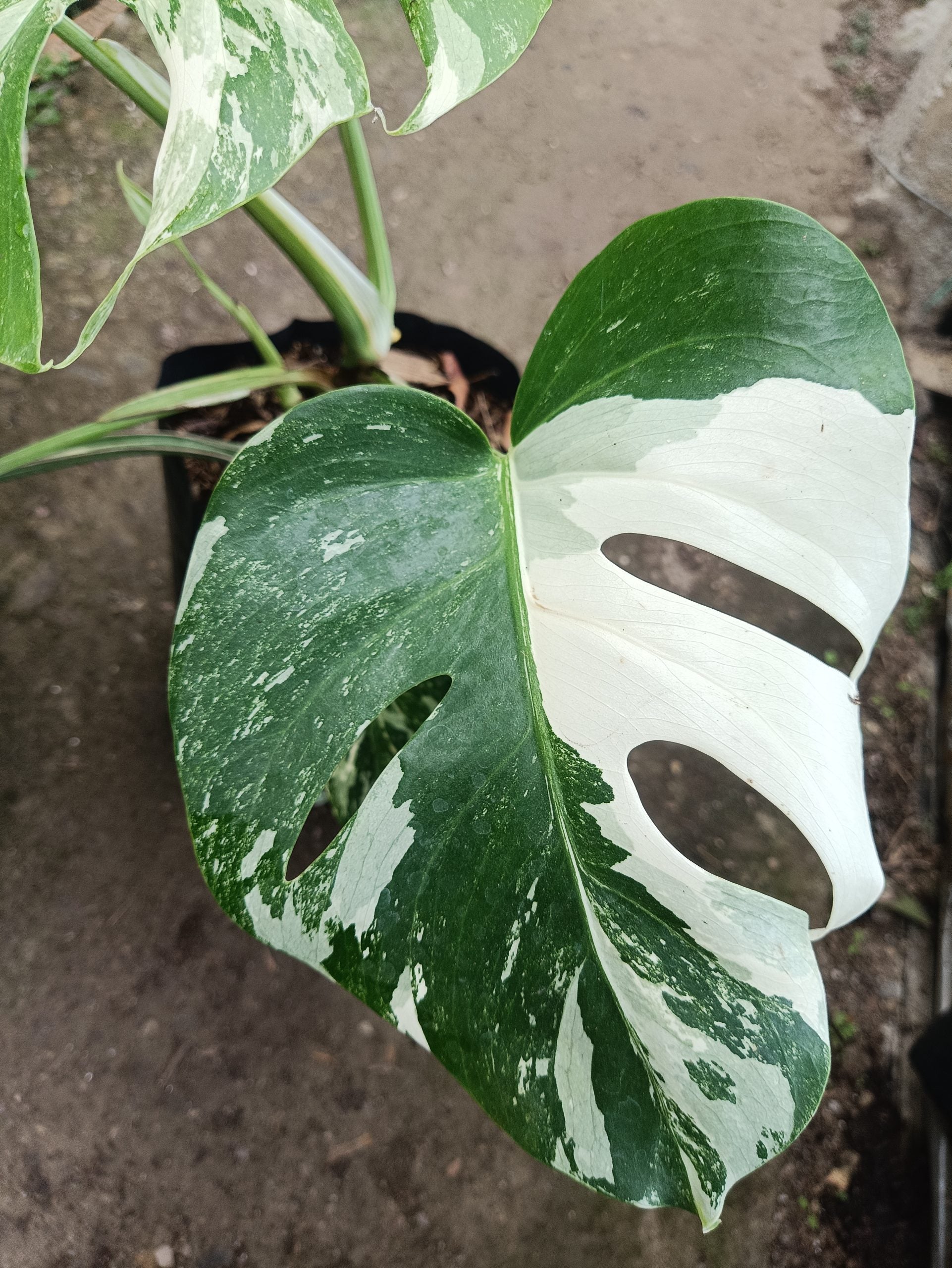 Monstera Albo Variegated at the Lowest Price Available! - My Store