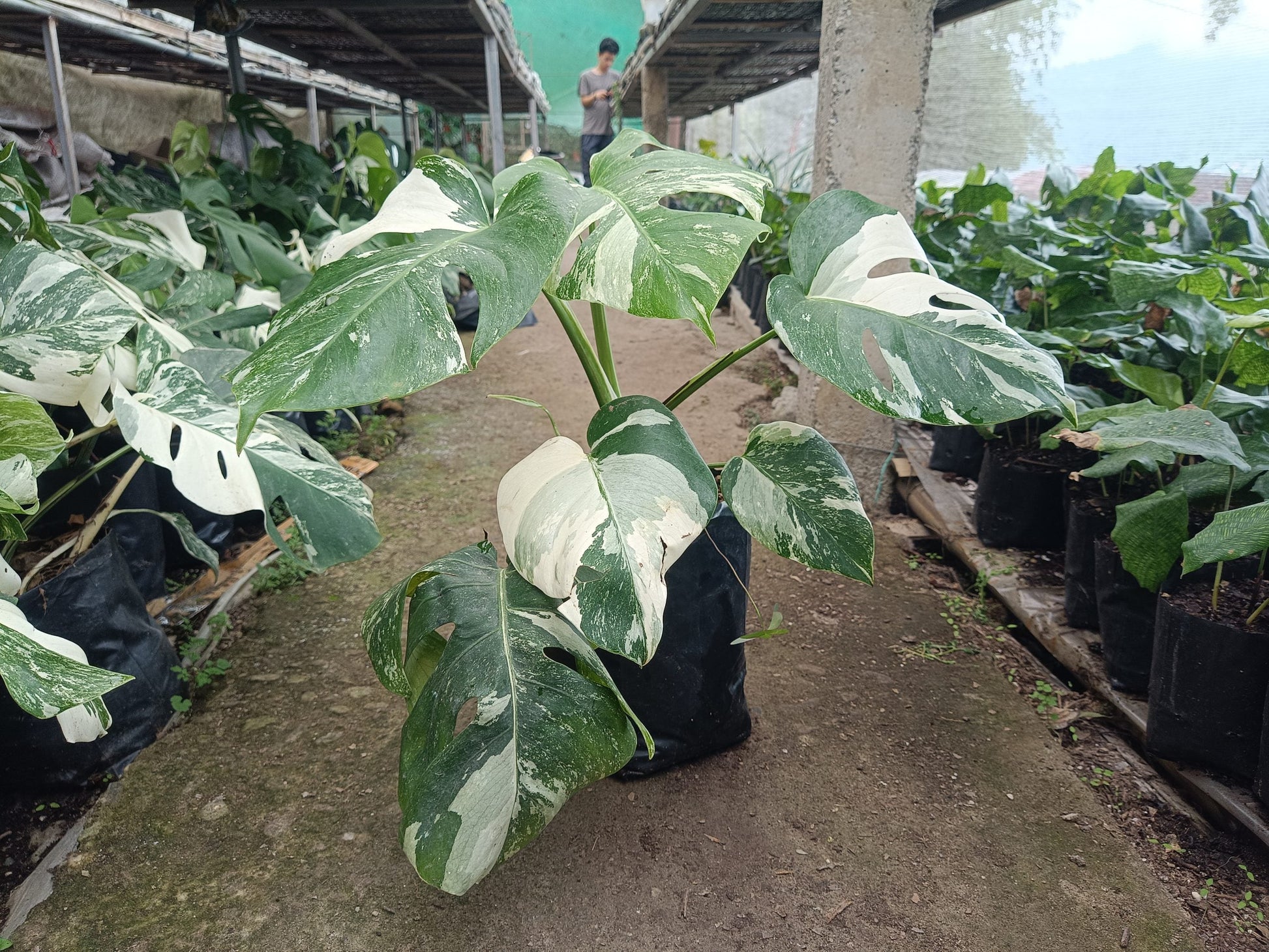 Monstera Albo Variegated at the Lowest Price Available! - My Store