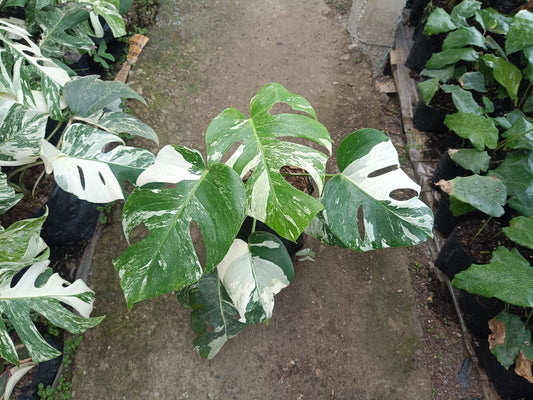 Monstera Albo Variegated at the Lowest Price Available! - My Store