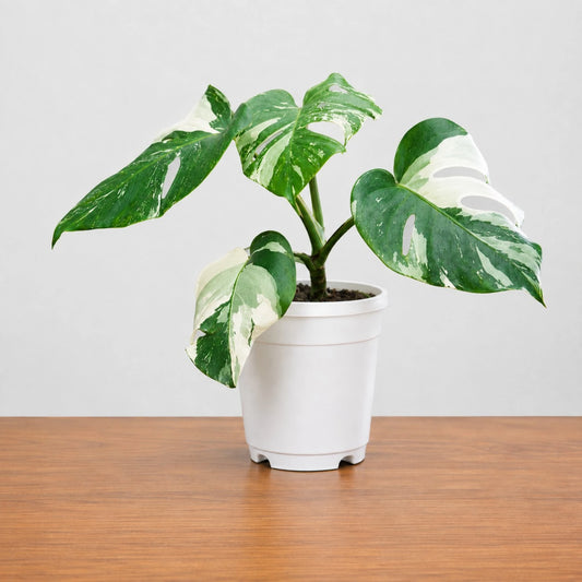 Monstera Albo Variegated | Rare Variegated Monstera Mature Live Plant