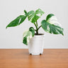 Monstera Albo Variegated | Rare Variegated Monstera Mature Live Plant