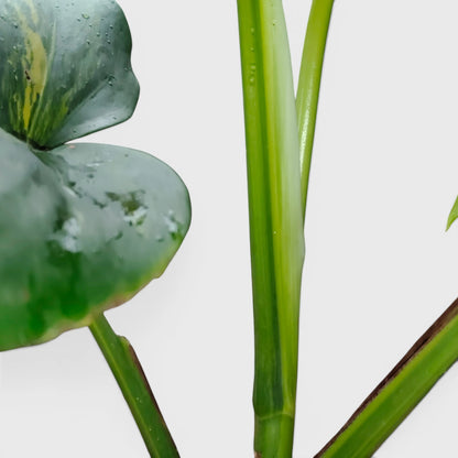 Rare Monstera Aurea Variegated | Premium Variegated Monstera Live Plant