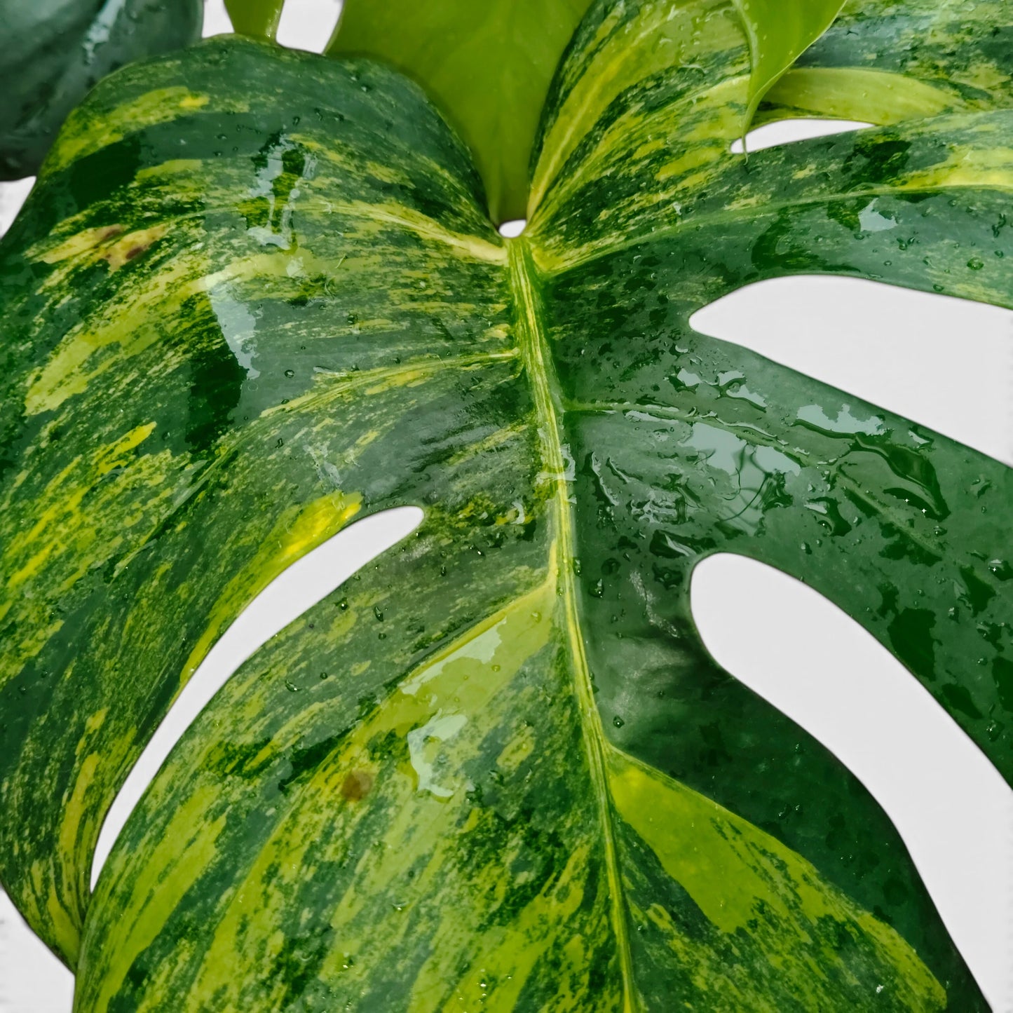 Rare Monstera Aurea Variegated | Premium Variegated Monstera Live Plant