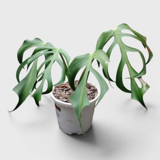 Monstera Burle Marx Flame – Rare Collector Foliage Plant