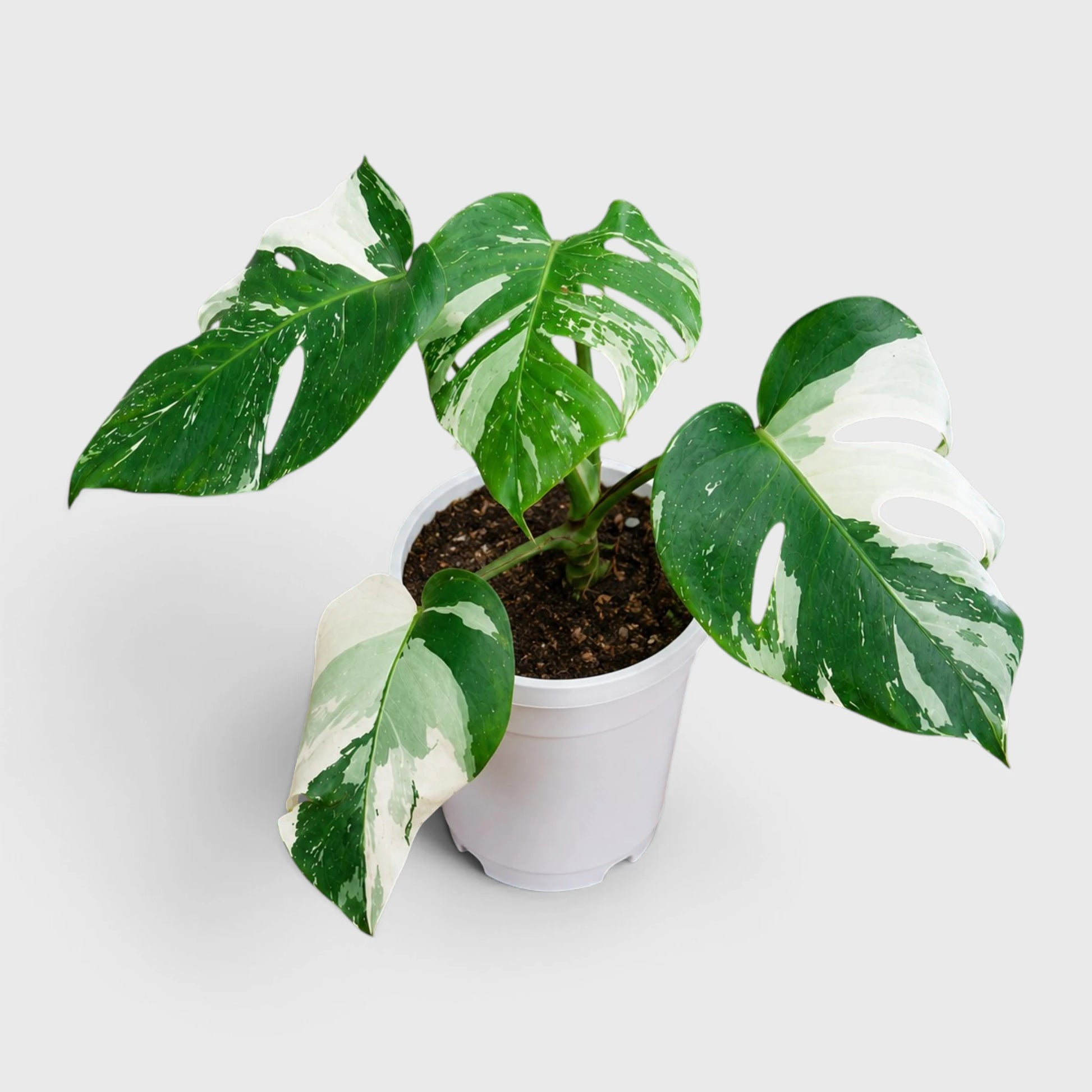 Monstera Albo Variegated | Rare Variegated Monstera Mature Live Plant