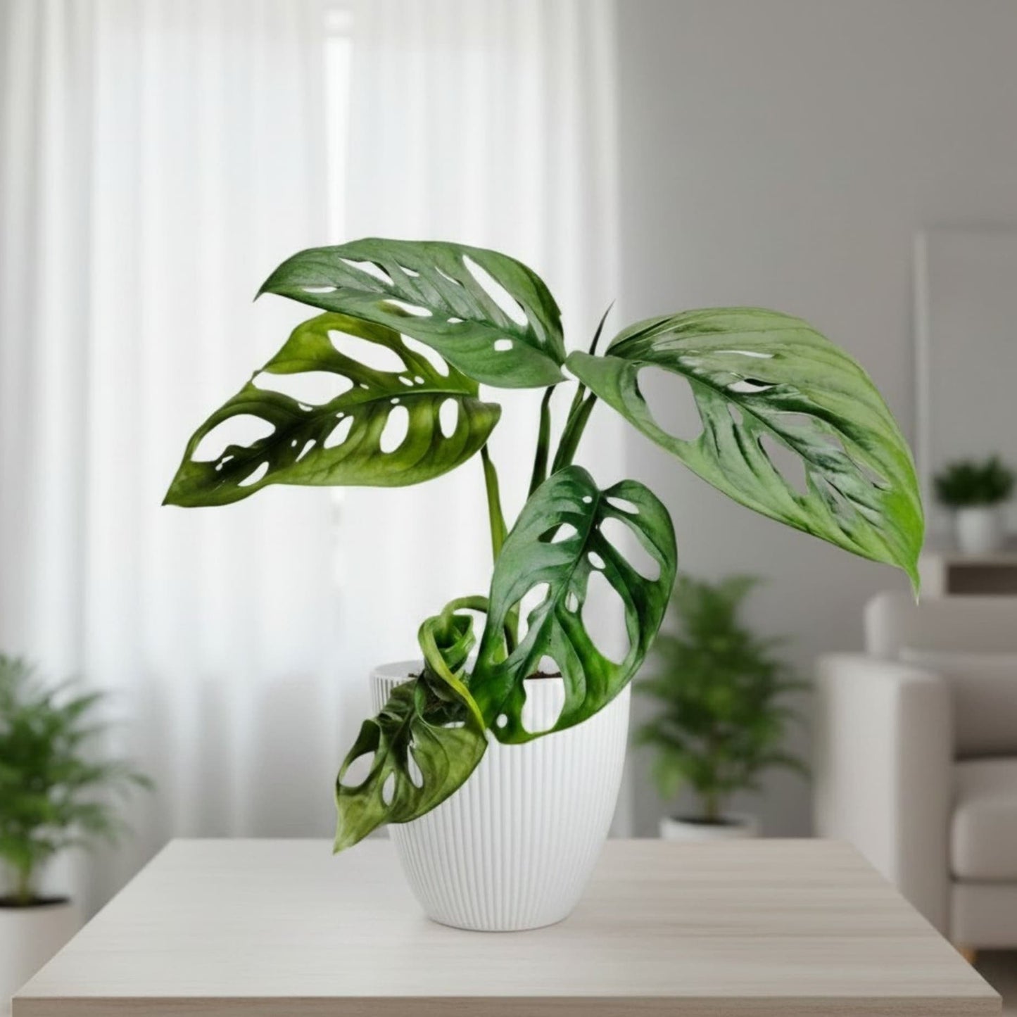 Monstera Deliciosa ‘Broken Heart’ – Rare Statement Foliage Plant