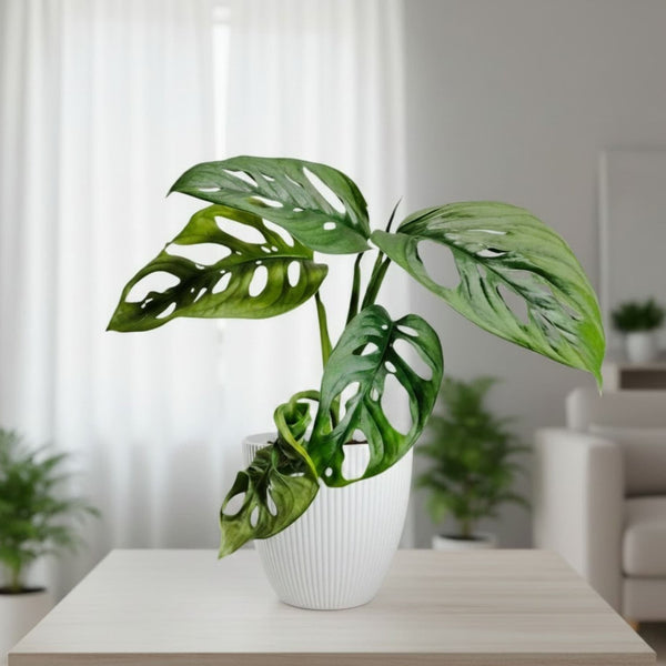 Monstera Deliciosa ‘Broken Heart’ – Rare Statement Foliage Plant