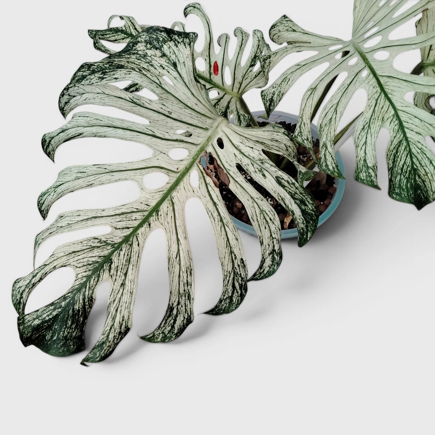 Rare Monstera 'Devil Monster' – Giant Fenestrated Monstera