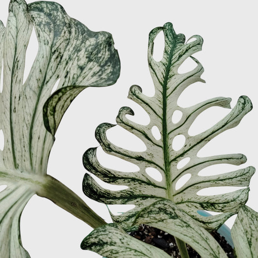 Rare Monstera 'Devil Monster' – Giant Fenestrated Monstera