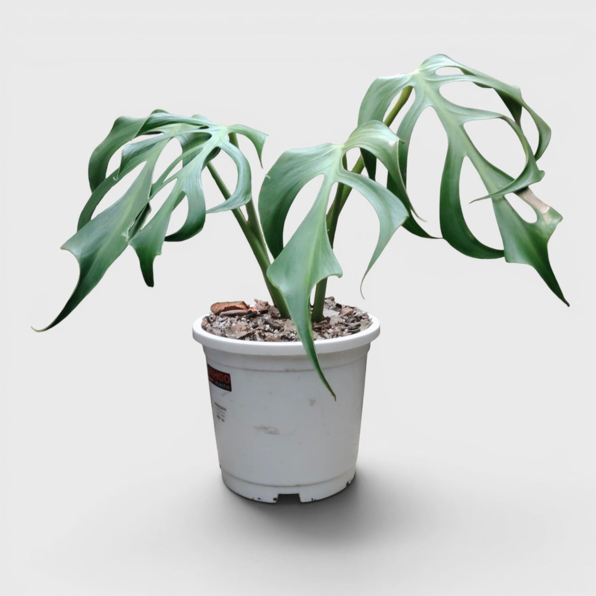 Monstera Burle Marx Flame – Rare Collector Foliage Plant