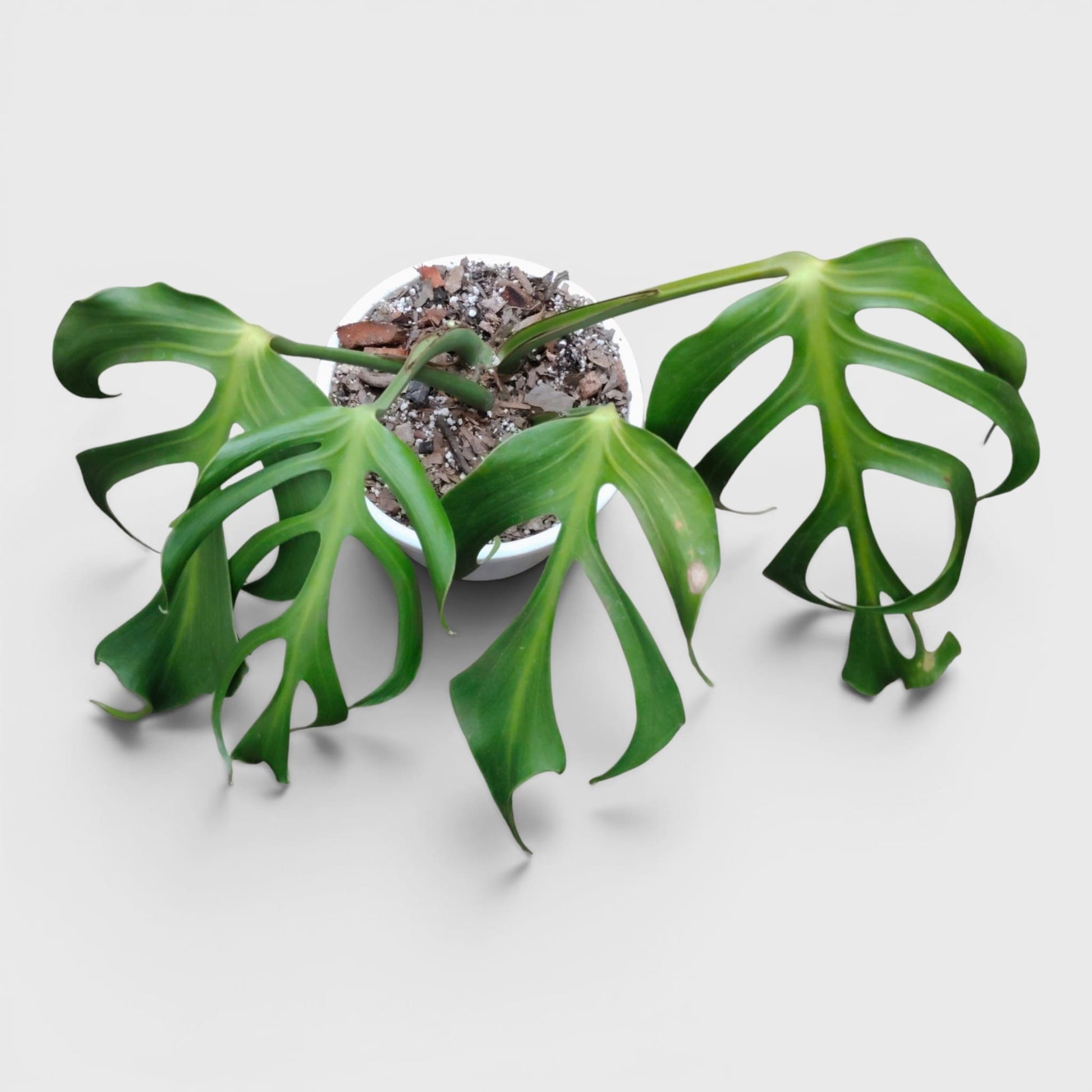Monstera Burle Marx Flame – Rare Collector Foliage Plant
