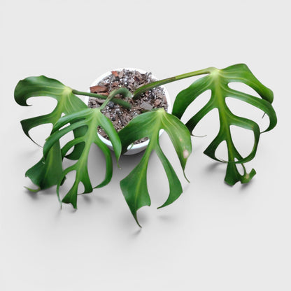 Monstera Burle Marx Flame – Rare Collector Foliage Plant