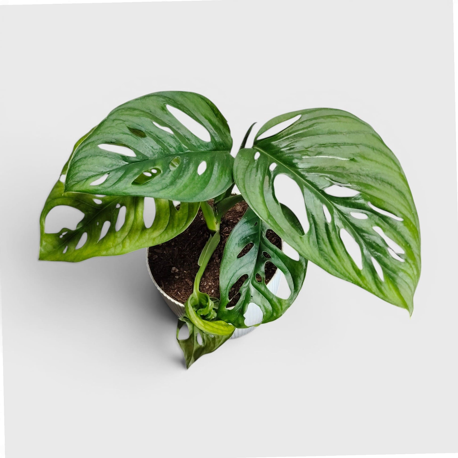 Monstera Deliciosa ‘Broken Heart’ – Rare Statement Foliage Plant
