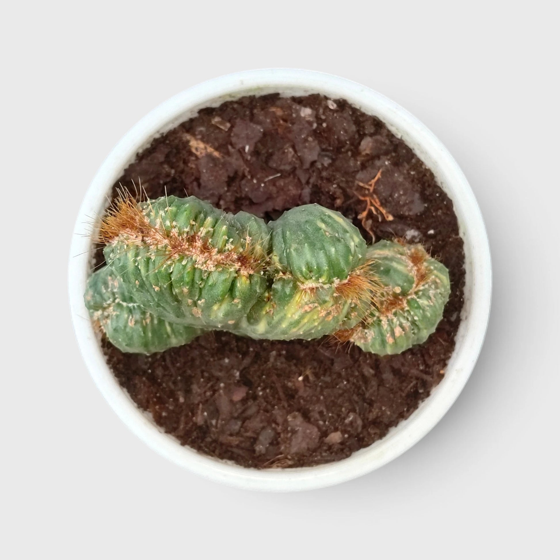 Monstrose Variegated Cactus
