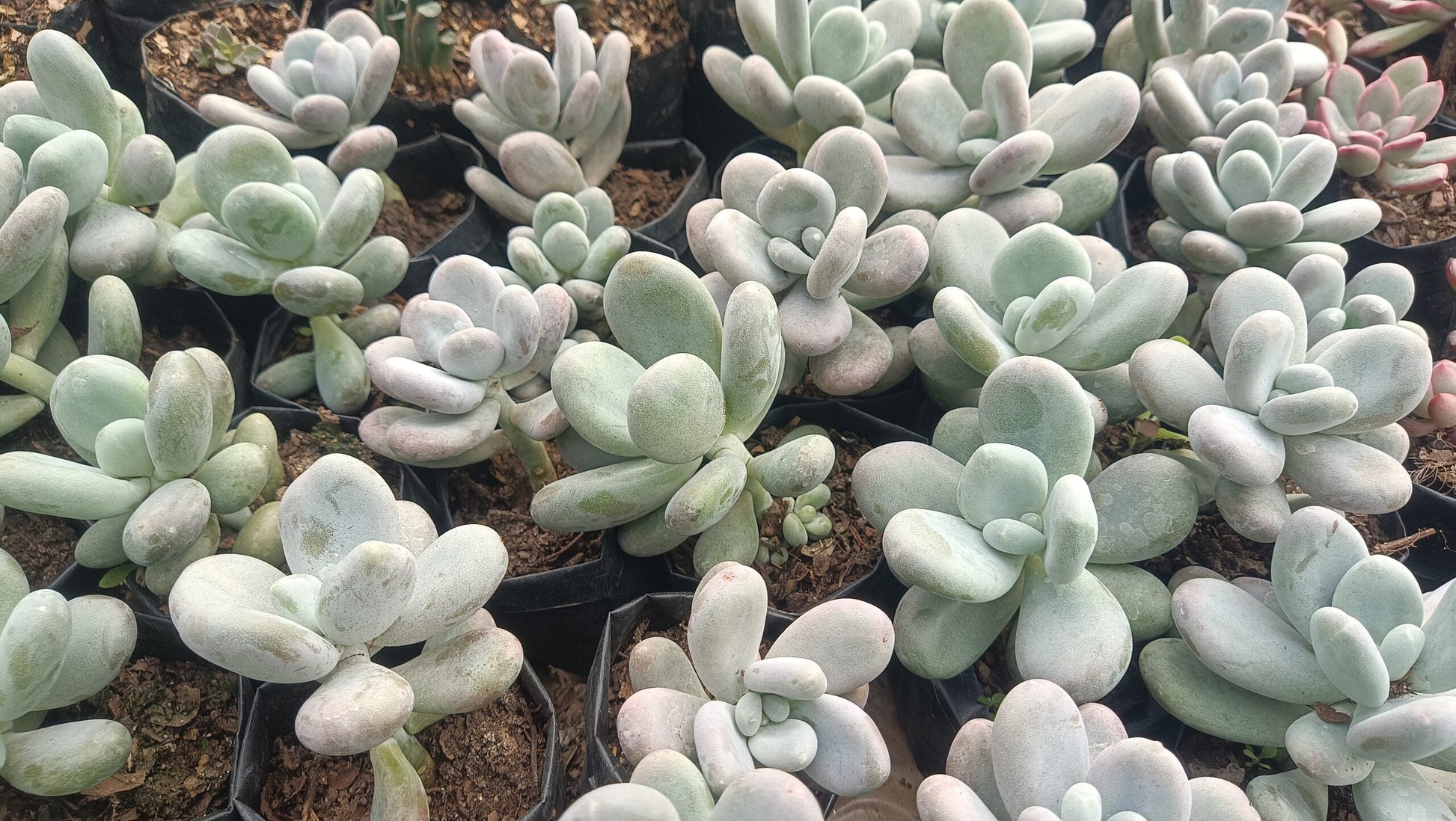 Moonstone Succulent (Pachyphytum Oviferum) – Buy Succulents Online in India - My Store