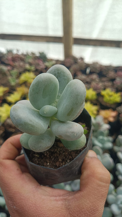 Moonstone Succulent (Pachyphytum Oviferum) – Buy Succulents Online in India - My Store
