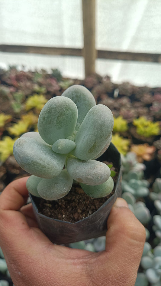 Moonstone Succulent (Pachyphytum Oviferum) – Buy Succulents Online in India - My Store