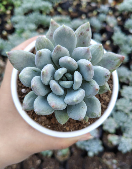 Moonstones succulent plant in pot