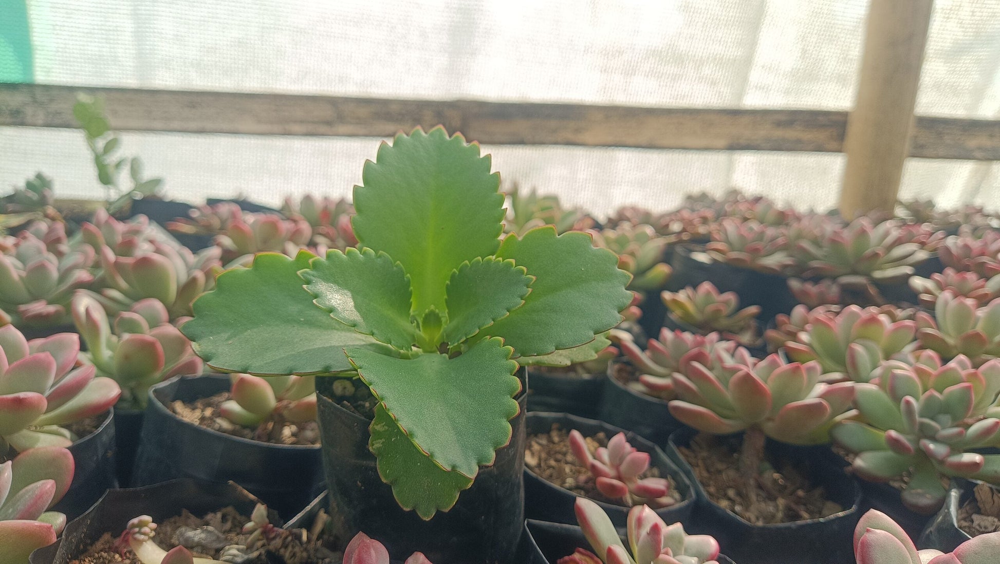 Mother of Thousands Succulent - Low Maintenance Indoor & Outdoor Plant | Frek - My Store