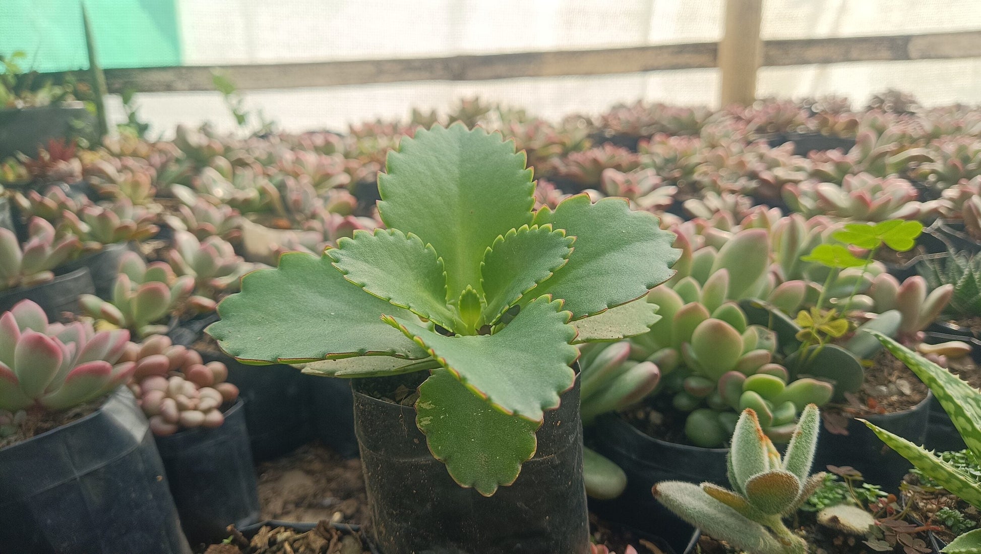 Mother of Thousands Succulent - Low Maintenance Indoor & Outdoor Plant | Frek - My Store