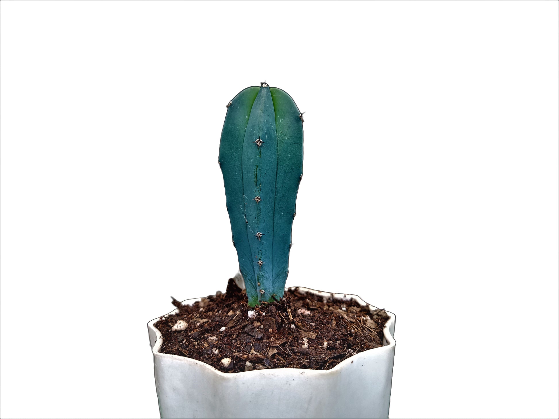 Myrtillocactus Geometrizans (Blue Candle) Cactus - Beauty and Versatility for Any Space - My Store
