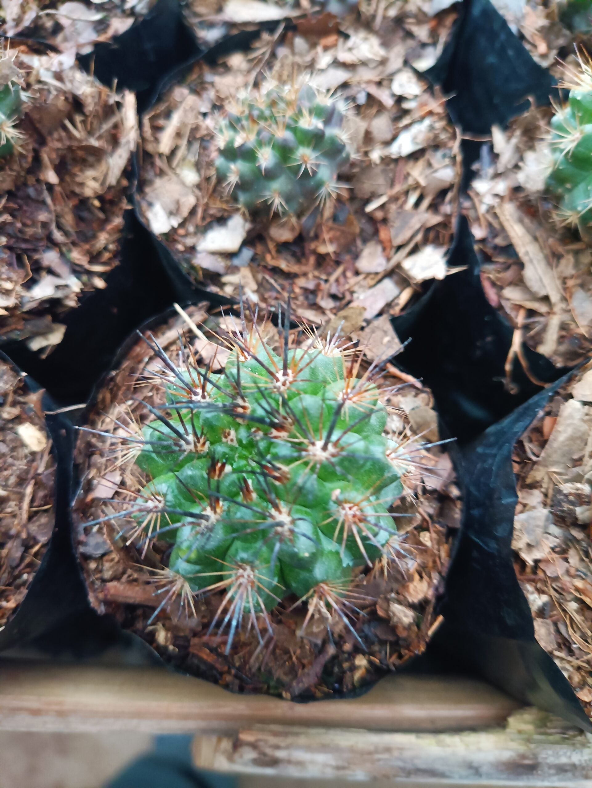 Neoporteria Eriosyce Cactus: Delight Beauty - Find at Frek - My Store