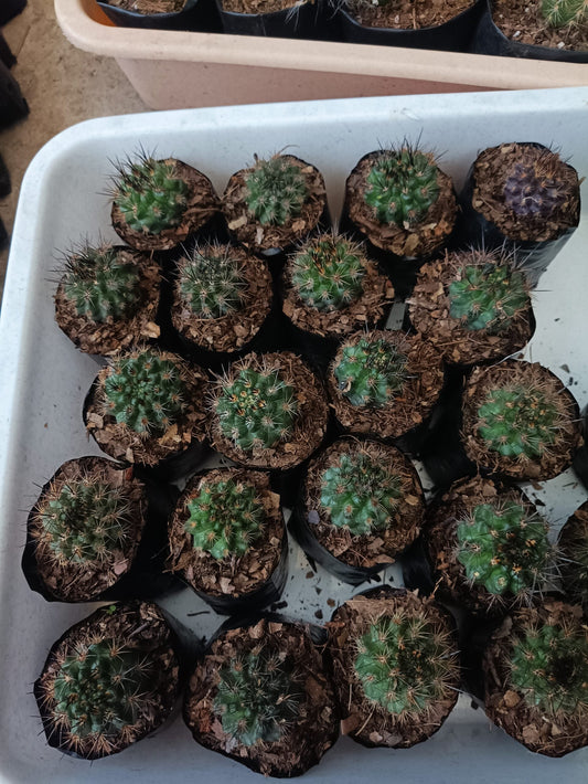 Neoporteria Eriosyce Cactus: Delight Beauty - Find at Frek - My Store