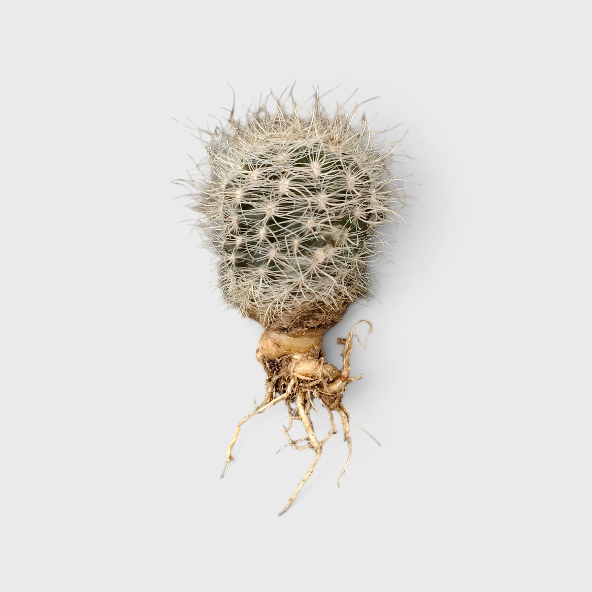 Neoporteria Senilis Cactus – Rare Cactus for Unique Spaces