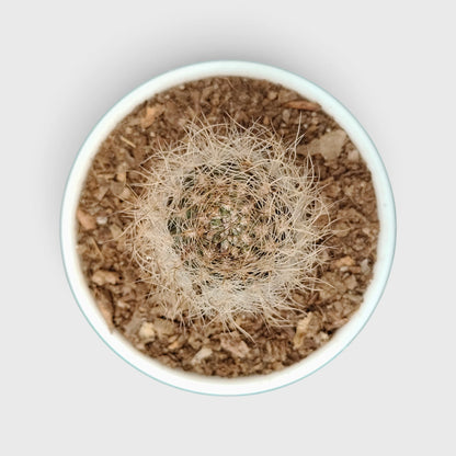 Neoporteria Senilis Cactus – Rare Cactus for Unique Spaces