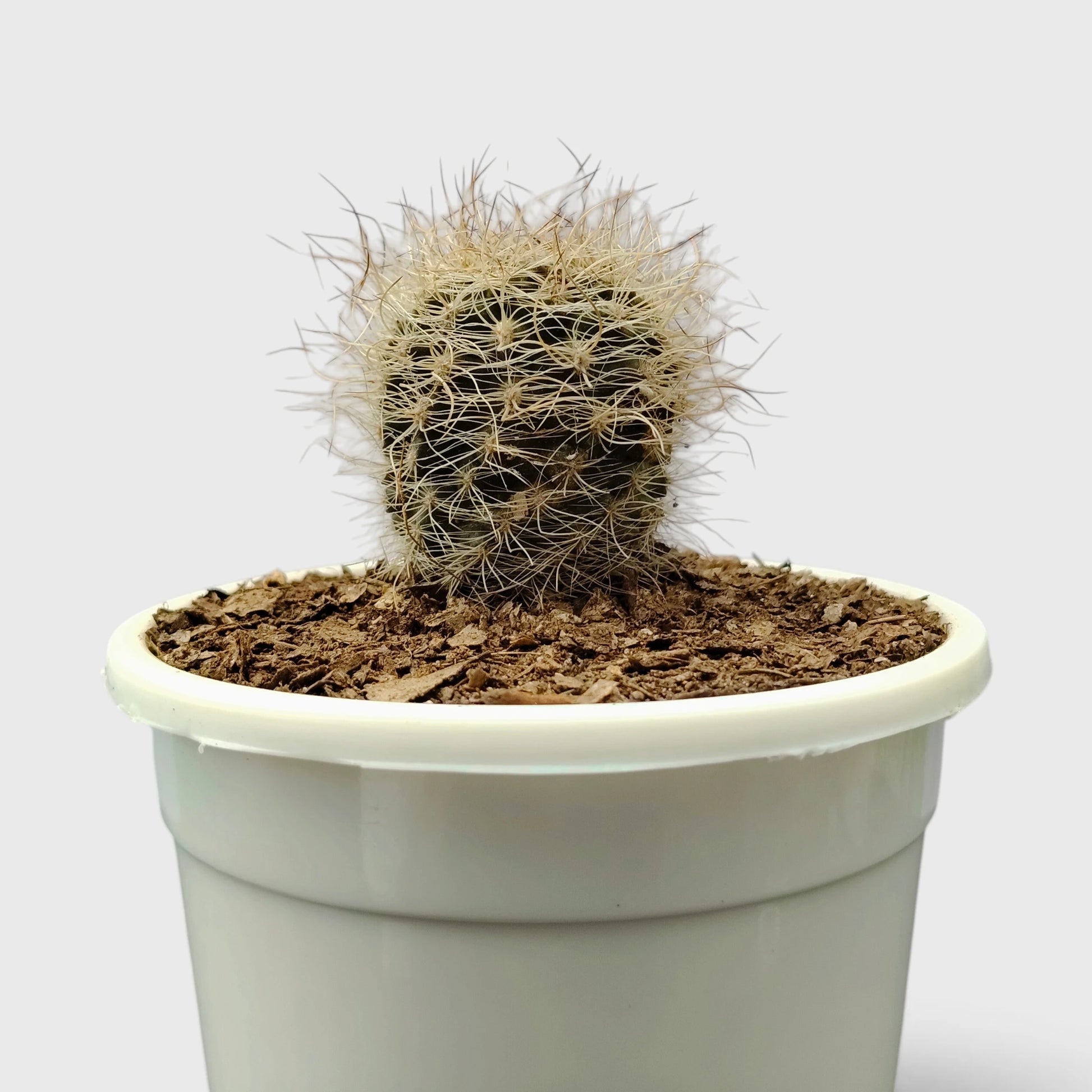 Neoporteria Senilis Cactus – Rare Cactus for Unique Spaces
